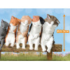 Petite figurine Cat Sleep Together 1 EXEMPLAIRE ALEATOIRE