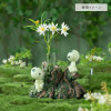 Ghibli – Soliflore Kodama phosphorescents – Benelic Mononoké Hime