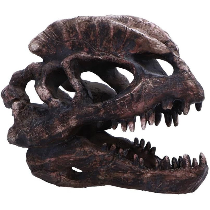 Statue de crâne de dinosaure - Dilophosaurus 16 cm